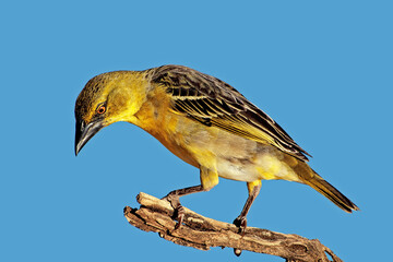 A female southern masked weaver (Ploceus velatus) perched on a branch, South Africa.
