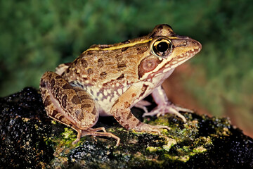 A common river frog (Amietia angolensis) in natural habitat, South Africa.