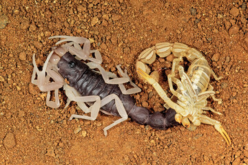 Molting thick-tailed scorpion