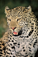 Naklejka na ściany i meble Portrait of a leopard (Panthera pardus) in natural habitat, South Africa.