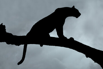 Silhouette of a leopard (Panthera pardus) sitting in a tree against a cloudy sky, South Africa.