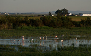 Flamencos en los arrozales de La Puebla del Río, Sevilla