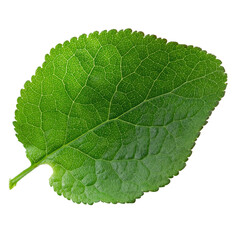 One single leaf of plum tree isolated on a white background, top view.