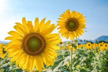 Sunflower in pairs