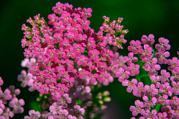 Achillea millefolium, known commonly as yarrow..Magenta bright  yarrow flower (Achillea millefolium) over grass background. Achillea "Lilac Beauty" Pink and Purple Flowe © Елена Жуковская