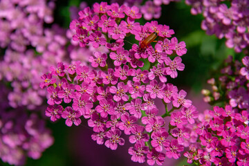 Achillea millefolium, known commonly as yarrow..Magenta bright  yarrow flower (Achillea millefolium) over grass background. Achillea "Lilac Beauty" Pink and Purple Flowe © Елена Жуковская