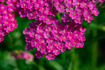 Achillea millefolium, known commonly as yarrow..Magenta bright  yarrow flower (Achillea millefolium) over grass background. Achillea "Lilac Beauty" Pink and Purple Flowe © Елена Жуковская