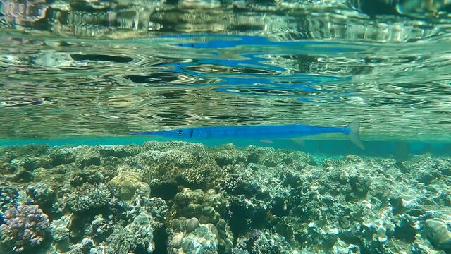 Needlefish swims in the blue water over coral reef. Slow motion