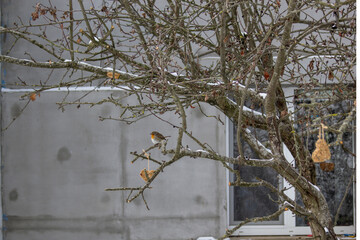 beautiful bird robin sits on a branch