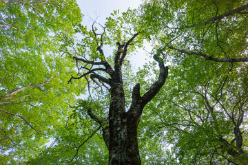 ブナの大木と若葉