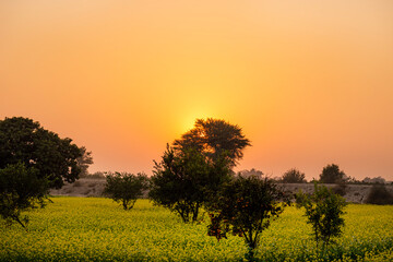 The mustard plant is a plant species in the genera Brassica and Sinapis in the family Brassicaceae.