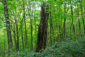 新緑のブナの林の枯れ木