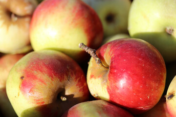 red apples background, apples close up