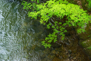 せせらぎと新緑
