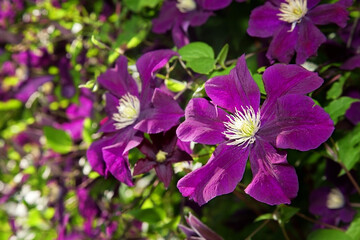 Fototapeta premium Many large purple clematis flowers on a background of green leaves. Close-up. The abundant clematis 