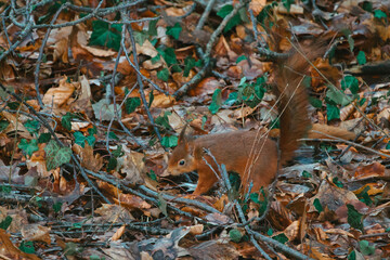 Squirrel in the woods searching for his food and eating it 