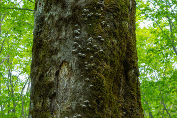 新緑のブナの大木の苔とキノコ