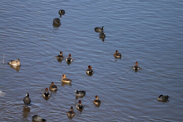 冬の川で泳ぐヒドリガモとオオバンの群れ