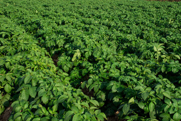 Organic potato fields covered with green potato leaves.