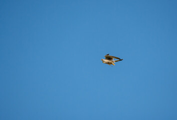 Common kestrel flying in the blue sky.