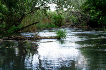 
small river in the forest