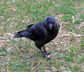 A bird (jackdaw) is staying  on the ground and looking directly at a viewer