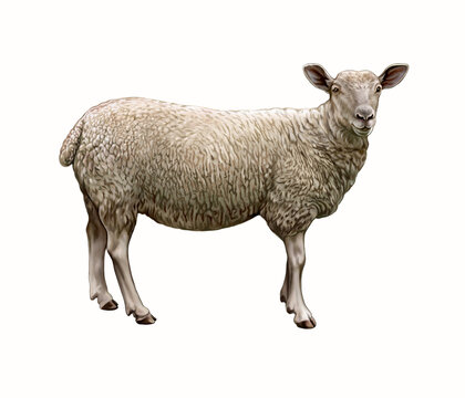 The sheep (Ovis aries)