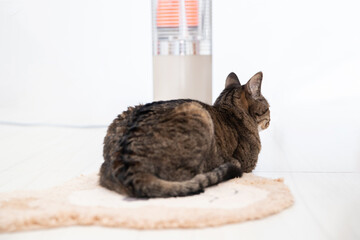 ストーブの前で暖まるキジトラ猫