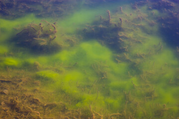 Underwater landscape with algae