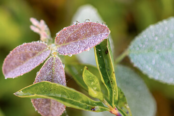 water drops on a leaf