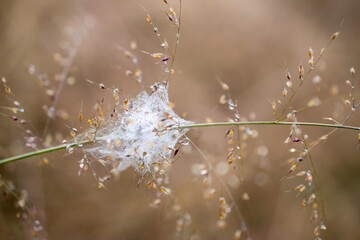 dew drops on the grass