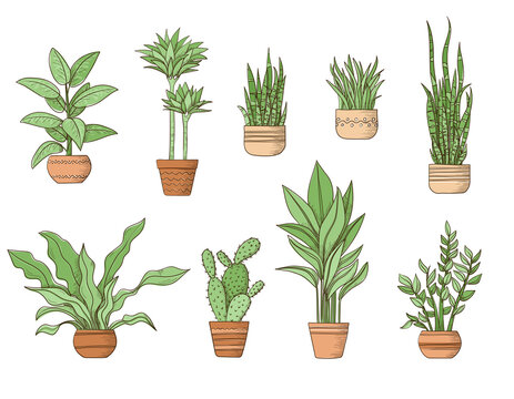 Collection of decorative indoor plants growing in pots in sketch outline style. A set of beautiful evergreen home decorations. Cartoon vector illustration houseplants isolated on white background