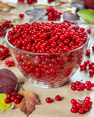 Red viburnum berries in a glass bowl
