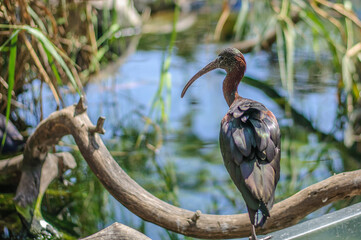 exotic gray egret on posing on a tree branch