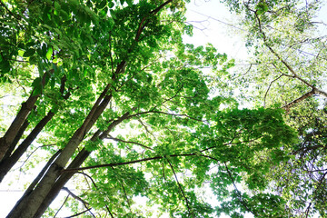 Trees with green leaves in the summer season. Bottom up view