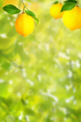 Plantation with lemon trees and copy space