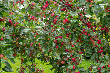Many red Paradise apples on an apple tree.