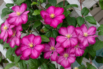Blooming clematis Ville de Lyon on a wooden support