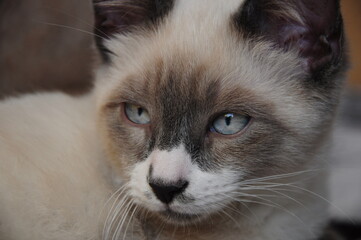 Portrait of a young Siamese cat with blue eyes