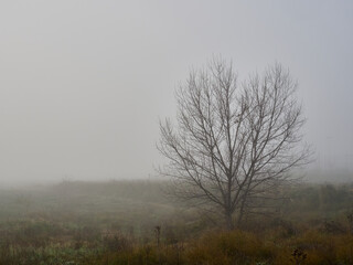 Foggy winter morning around the Bellus reservoir, Spain