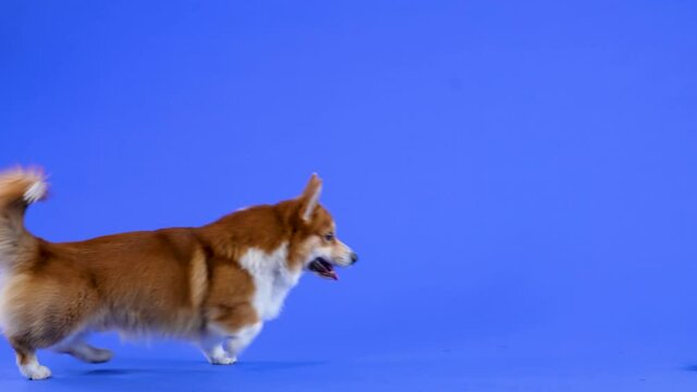 Dog breed welsh corgi pembroke plays in the studio on a blue background. The pet runs after a toy soccer ball. Games and fun for pets. Slow motion. Close up.