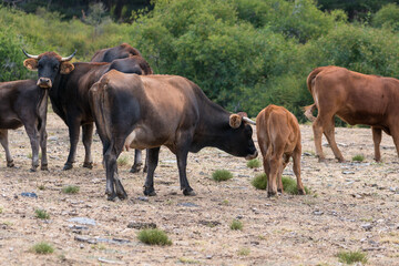 Naklejka na ściany i meble Herd of cow in freedom in Sierra Nevada in southern Spain