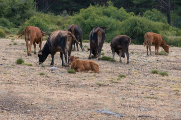 Herd of cow in freedom in Sierra Nevada in southern Spain
