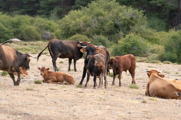 Herd of cow in freedom in Sierra Nevada in southern Spain