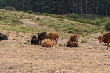 Herd of cow in freedom in Sierra Nevada in southern Spain