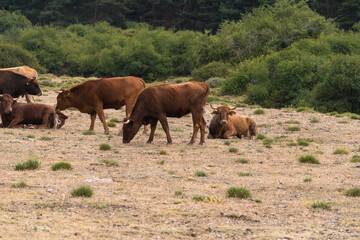 Fototapeta na wymiar Herd of cow in freedom in Sierra Nevada in southern Spain