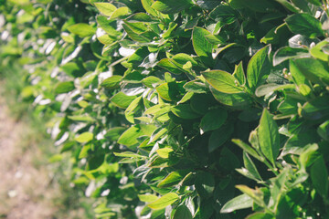 Shaved decorative green bush