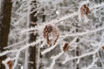 Winter im Erzgebirge