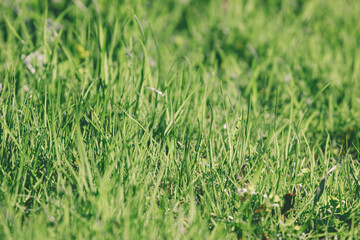Green grass texture