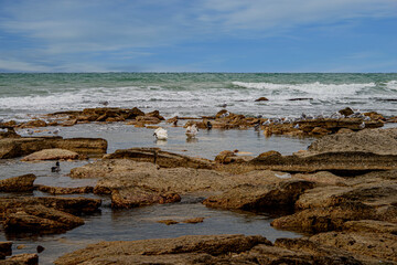 Лебеди, зимующие на Каспии
